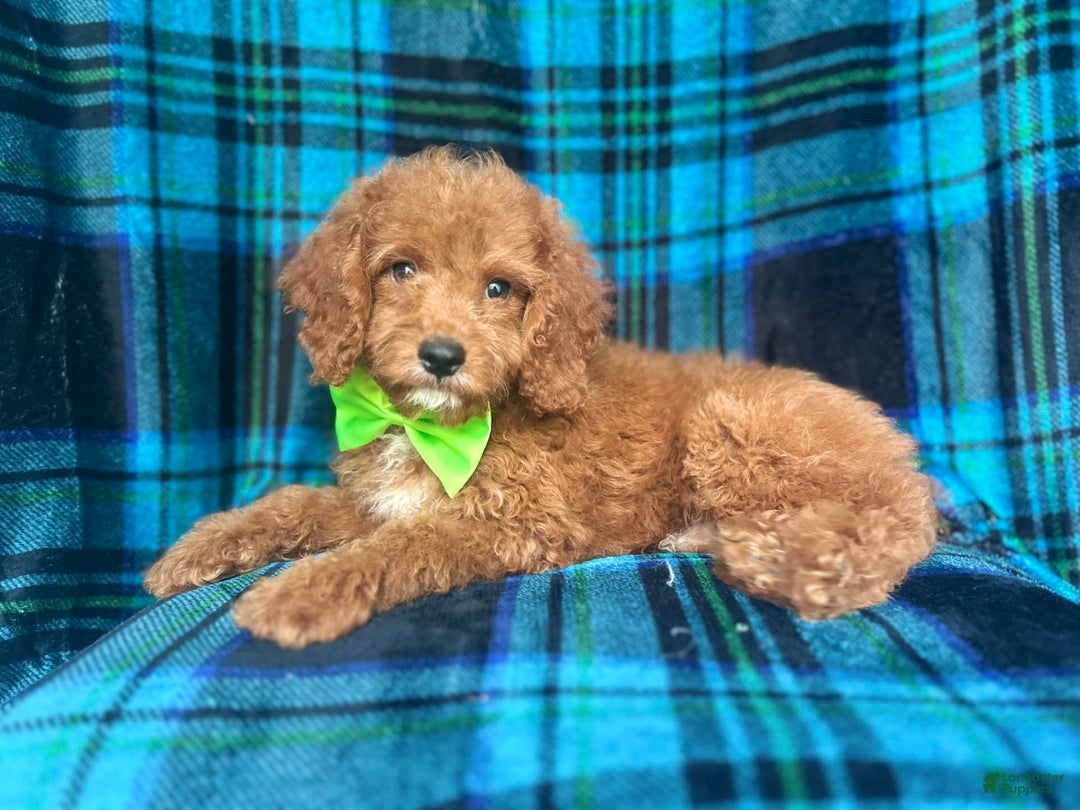 Cockapoo dogs for sale: Taco - Image 2