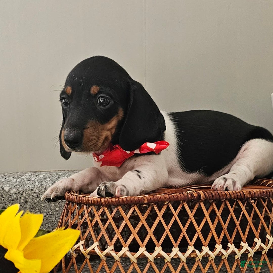 Dachshund dogs for sale: Lil Peanut - Image 9