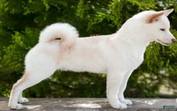 Shiba Inu dogs for sale: Luna - Image 8