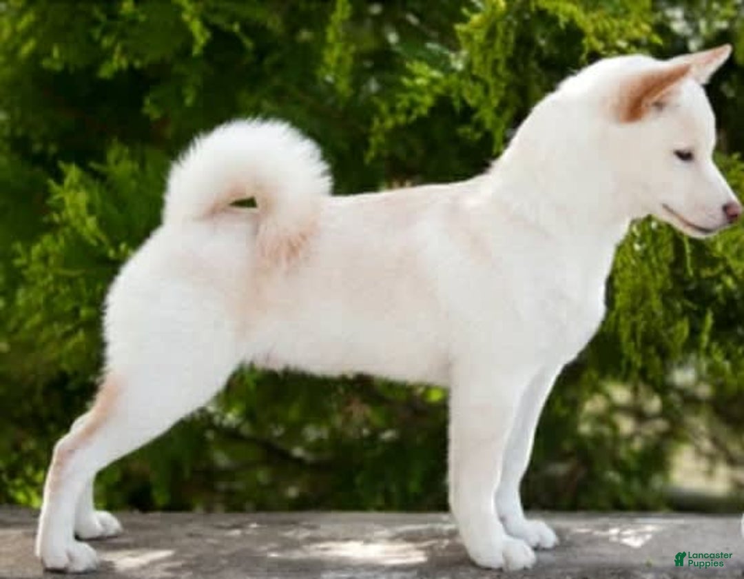 Shiba Inu dogs for sale: Luna - Image 8