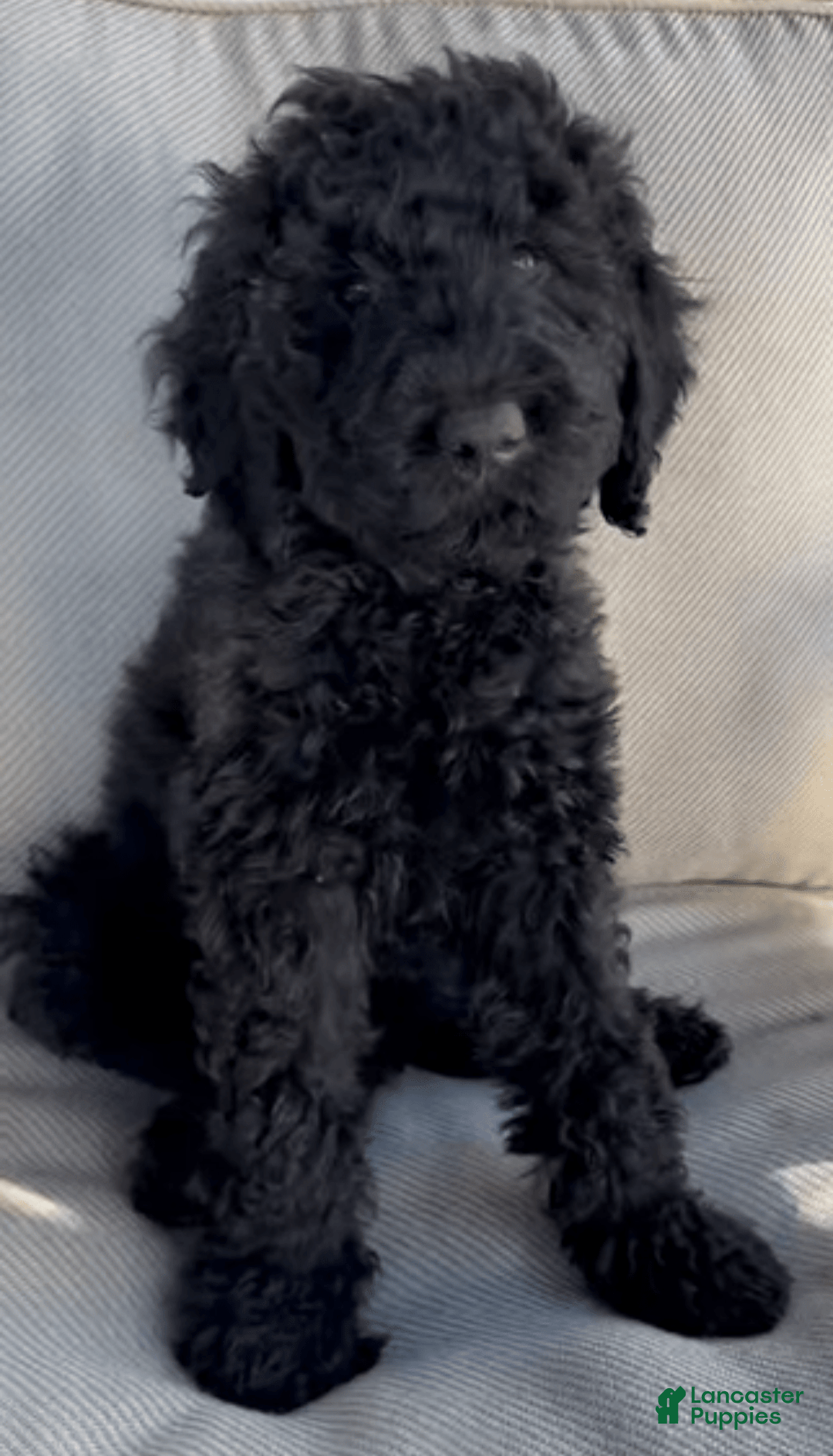 Goldendoodle dogs for sale: Livvie - Image 3