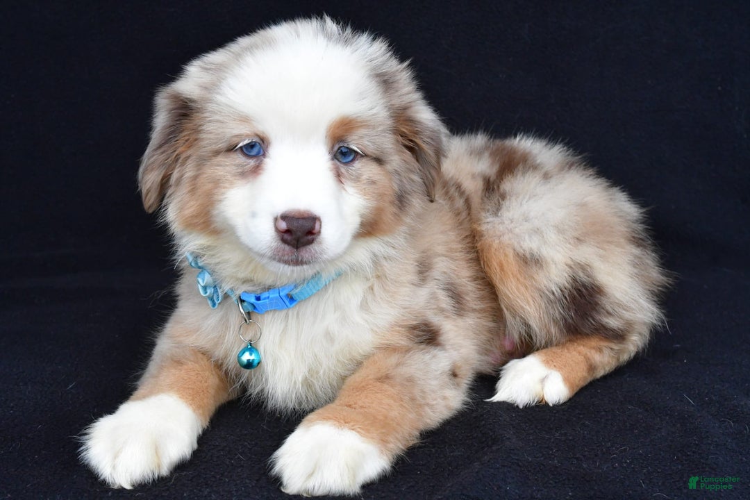 Miniature Australian Shepherd dogs for sale: Treasure - Image 3