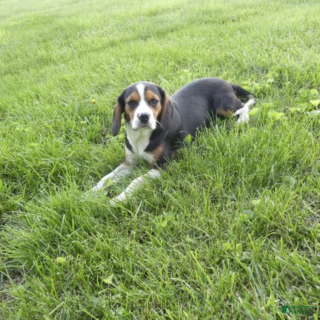 Beaglier dogs for sale: Edwin - Image 2