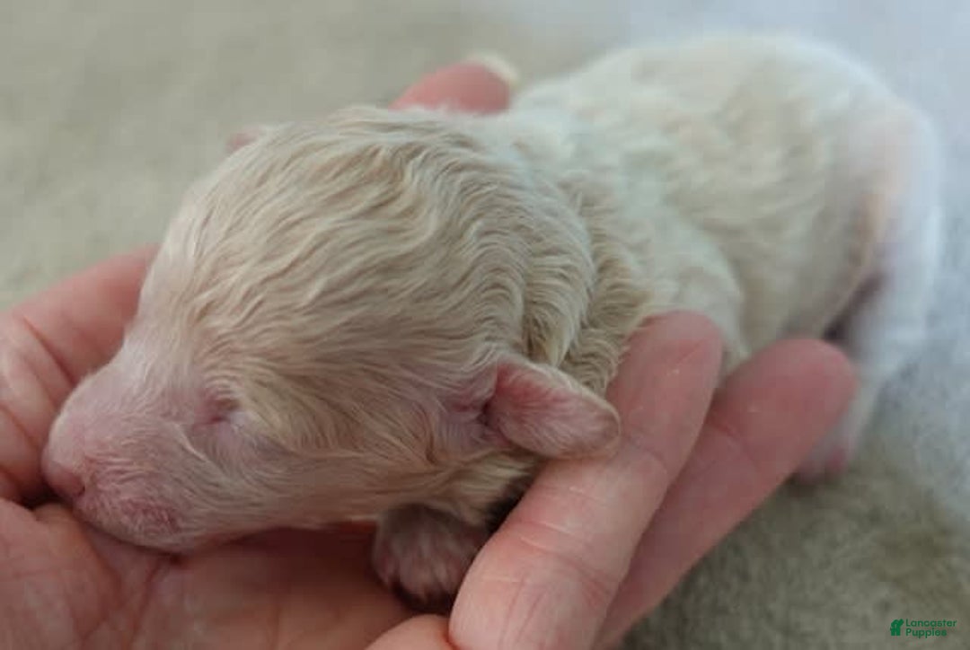 Toy Poodle dogs for sale: Chiki - Image 2