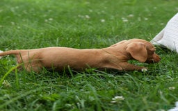 Miniature Dachshund dogs for sale: Nick - Image 23