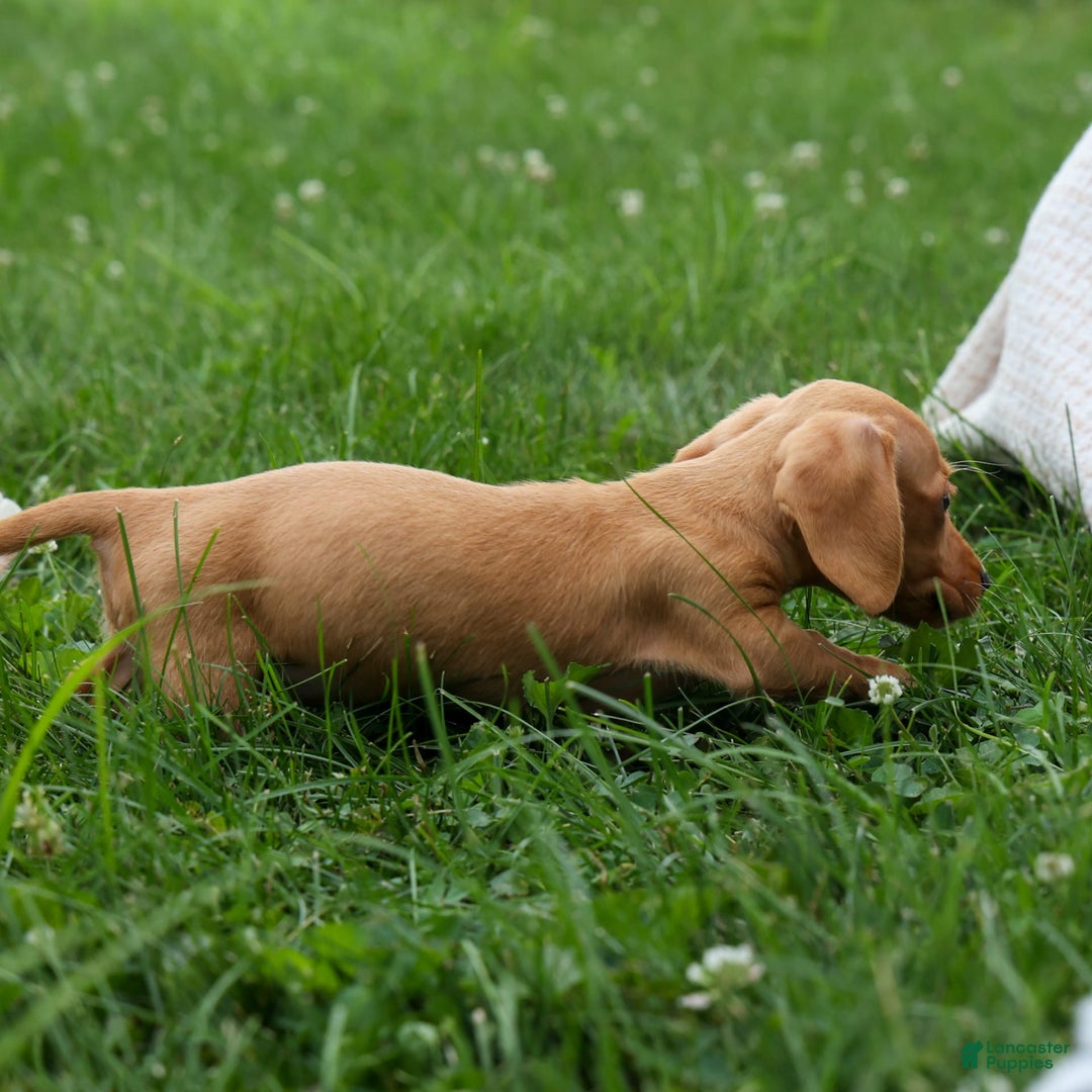 Miniature Dachshund dogs for sale: Nick - Image 23