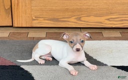 Italian Greyhound dogs for sale: Noel - Image 3