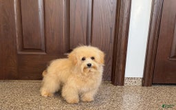Maltipoo dogs for sale: Kobe - Image 3