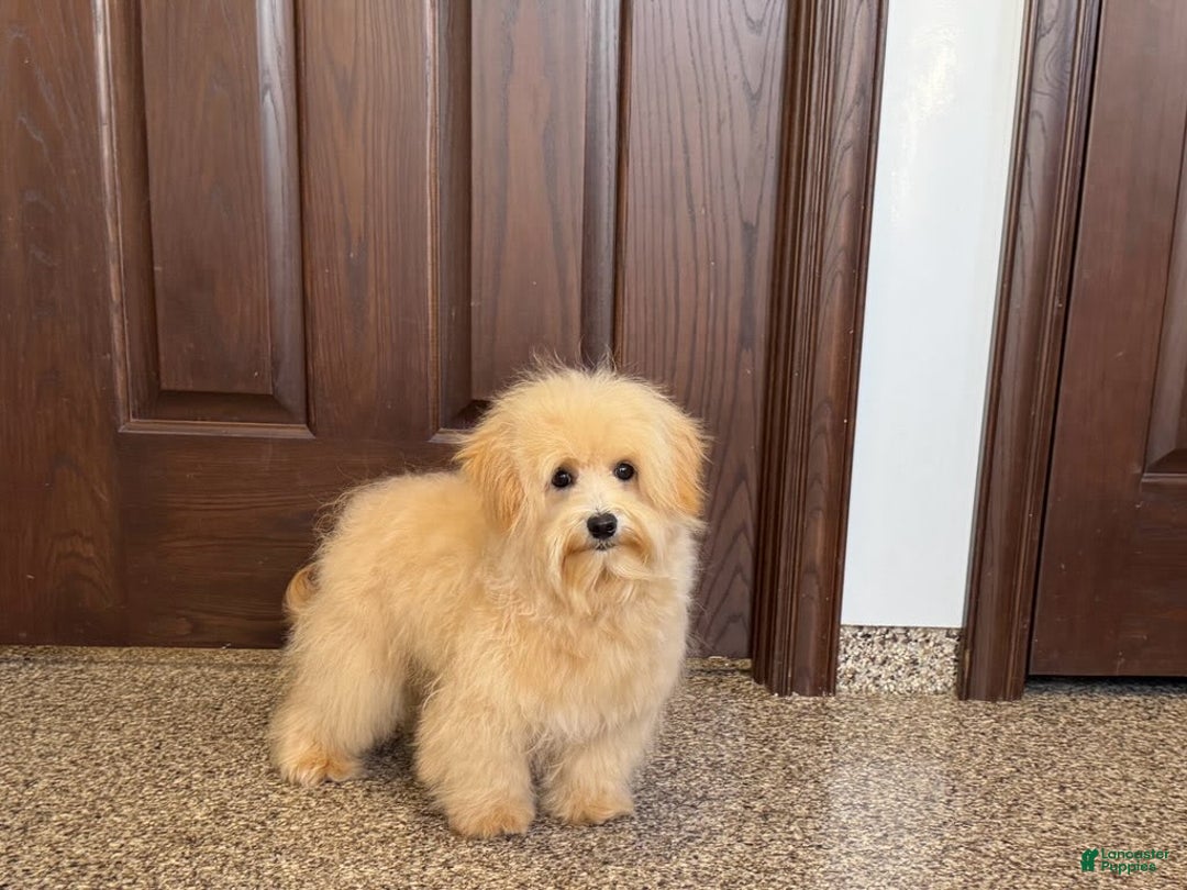 Maltipoo dogs for sale: Kobe - Image 3