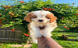 Cavapoo dogs for sale: Turner - Image 1