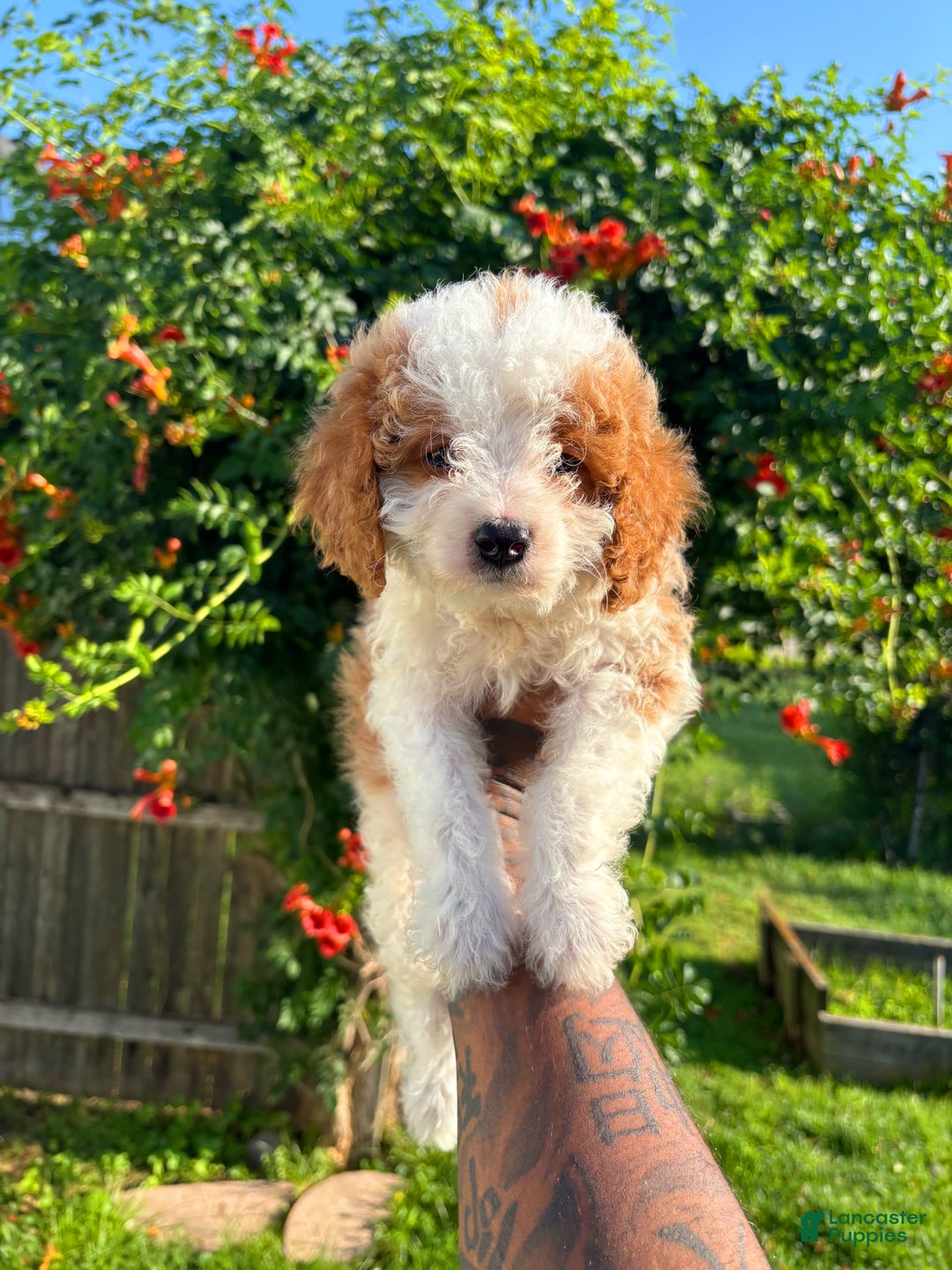 Cavapoo dogs for sale: Turner - Image 1