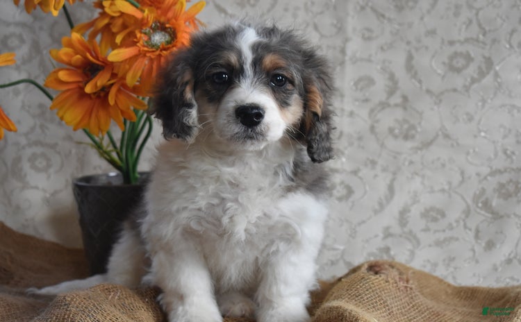 Cavapoo dogs for sale - Ad 2