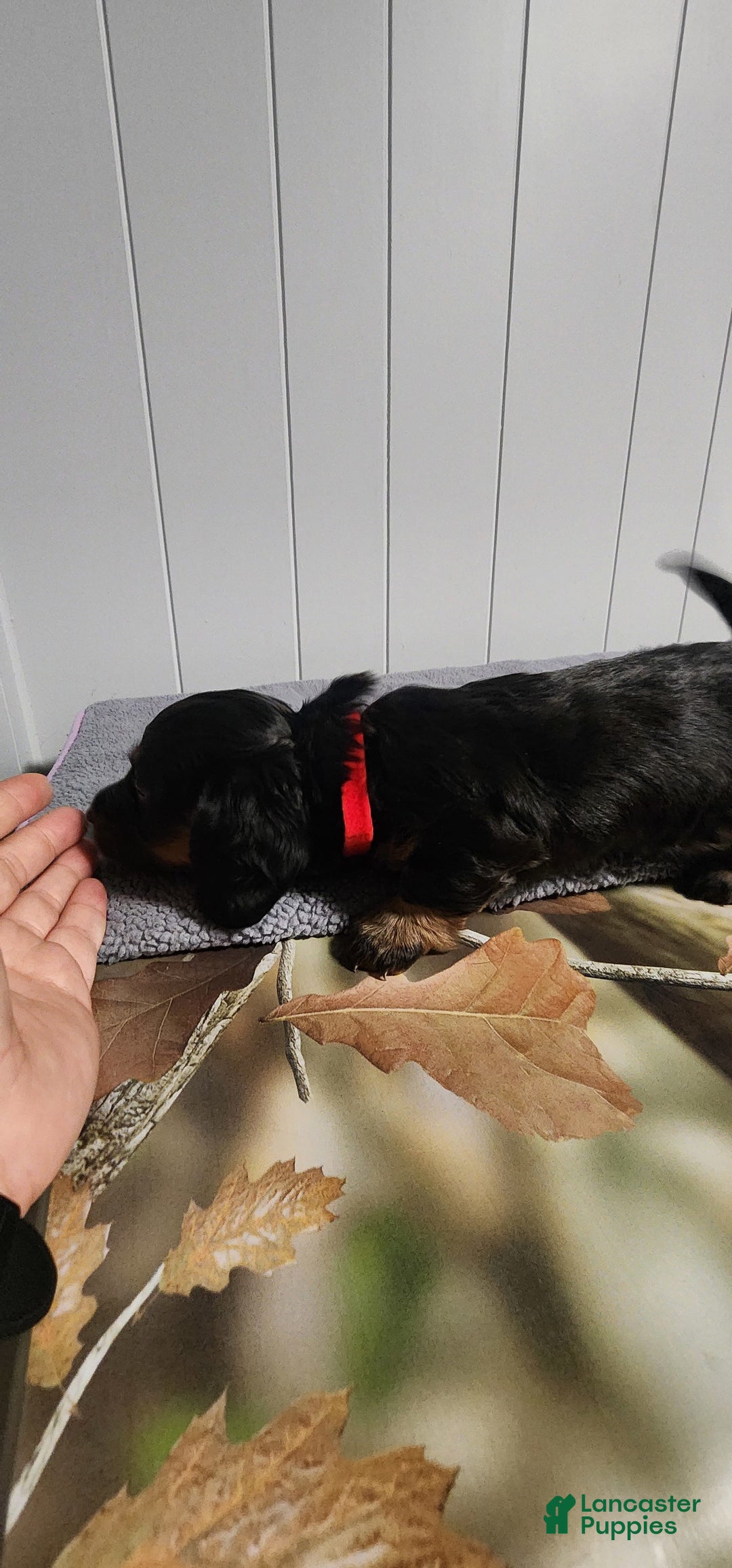 Miniature Dachshund dogs for sale: Romeo - Image 1