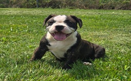 Olde English Bulldogge dogs for sale: Jp - Image 11
