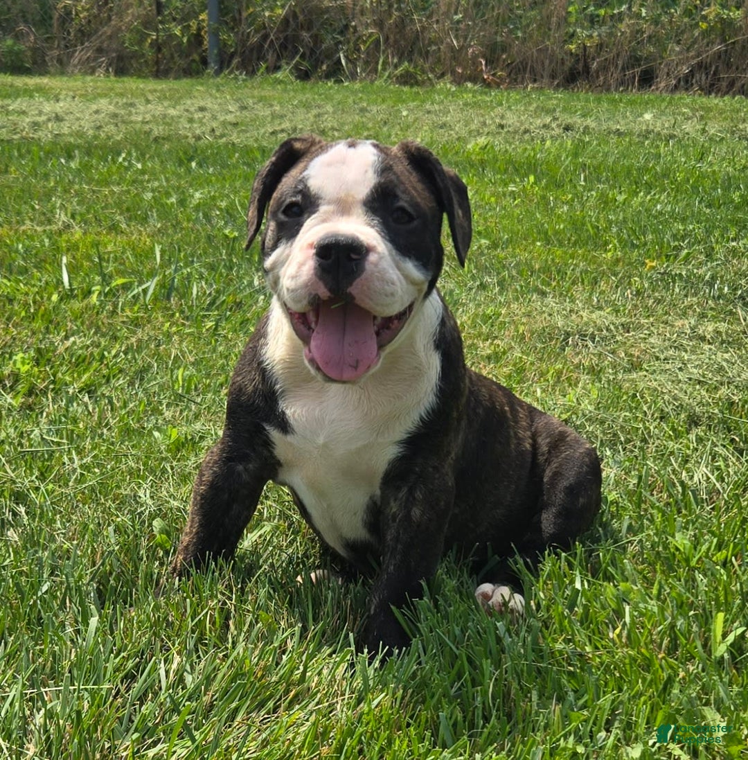 Olde English Bulldogge dogs for sale: Jp - Image 11