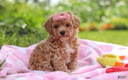 Havapoo dogs for sale: Tabby - Image 1
