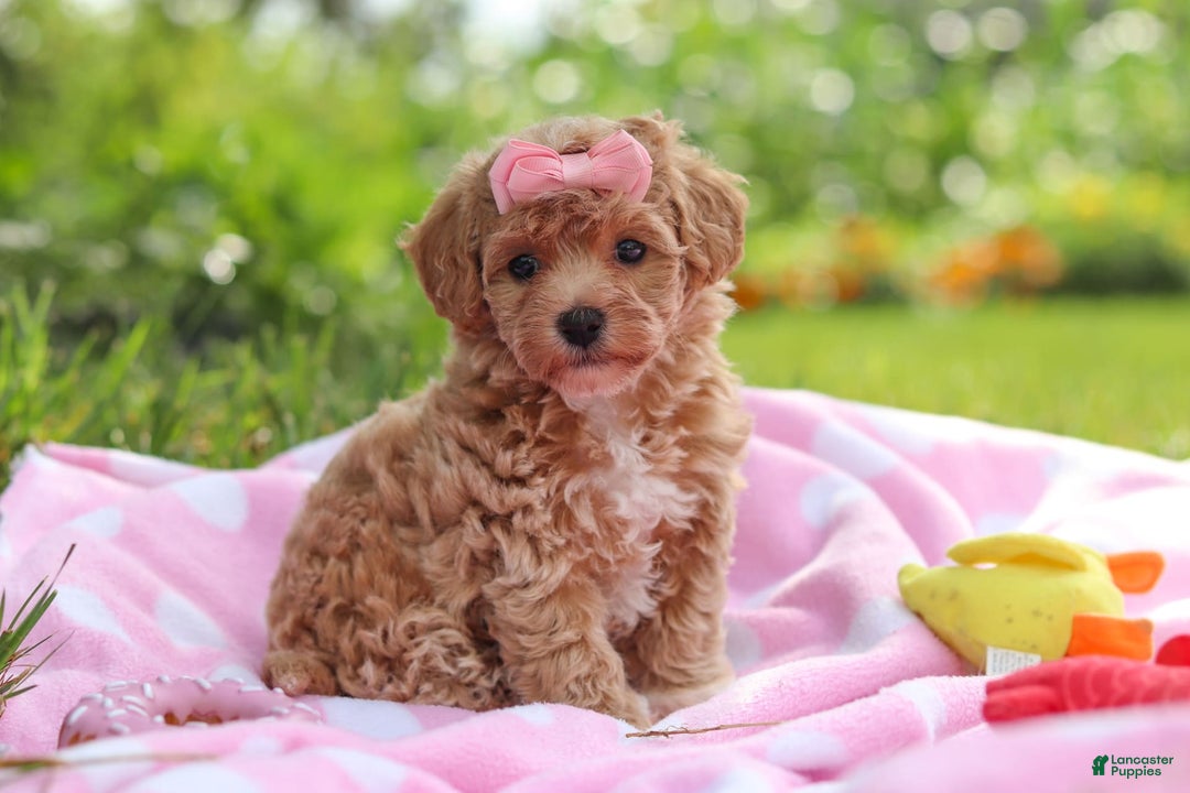 Havapoo dogs for sale: Tabby - Image 1