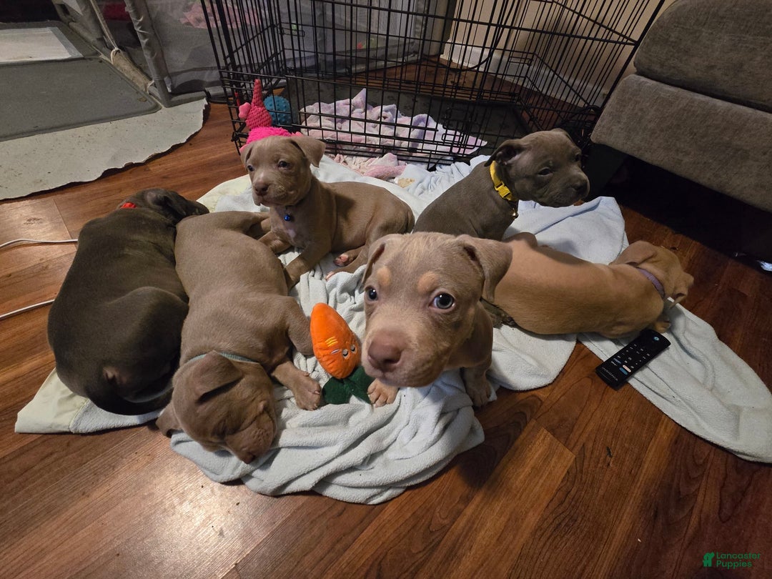 American Bully dogs for sale: Caseoh - Image 2