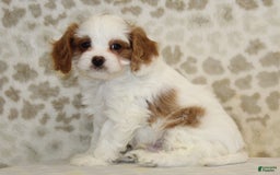 Cavapoo dogs for sale: Skip - Image 8