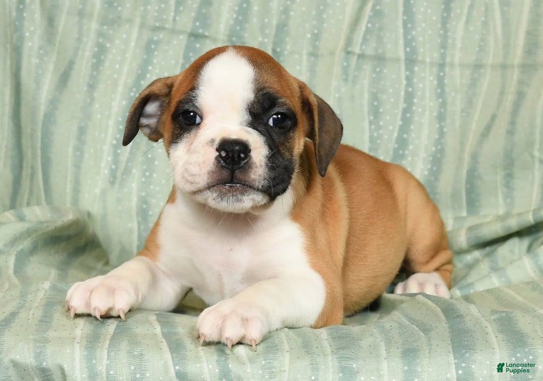 Beabull dogs for sale: Kit Kat - Image 6