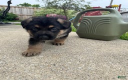 German Shepherd dogs for sale: Simba - Image 3