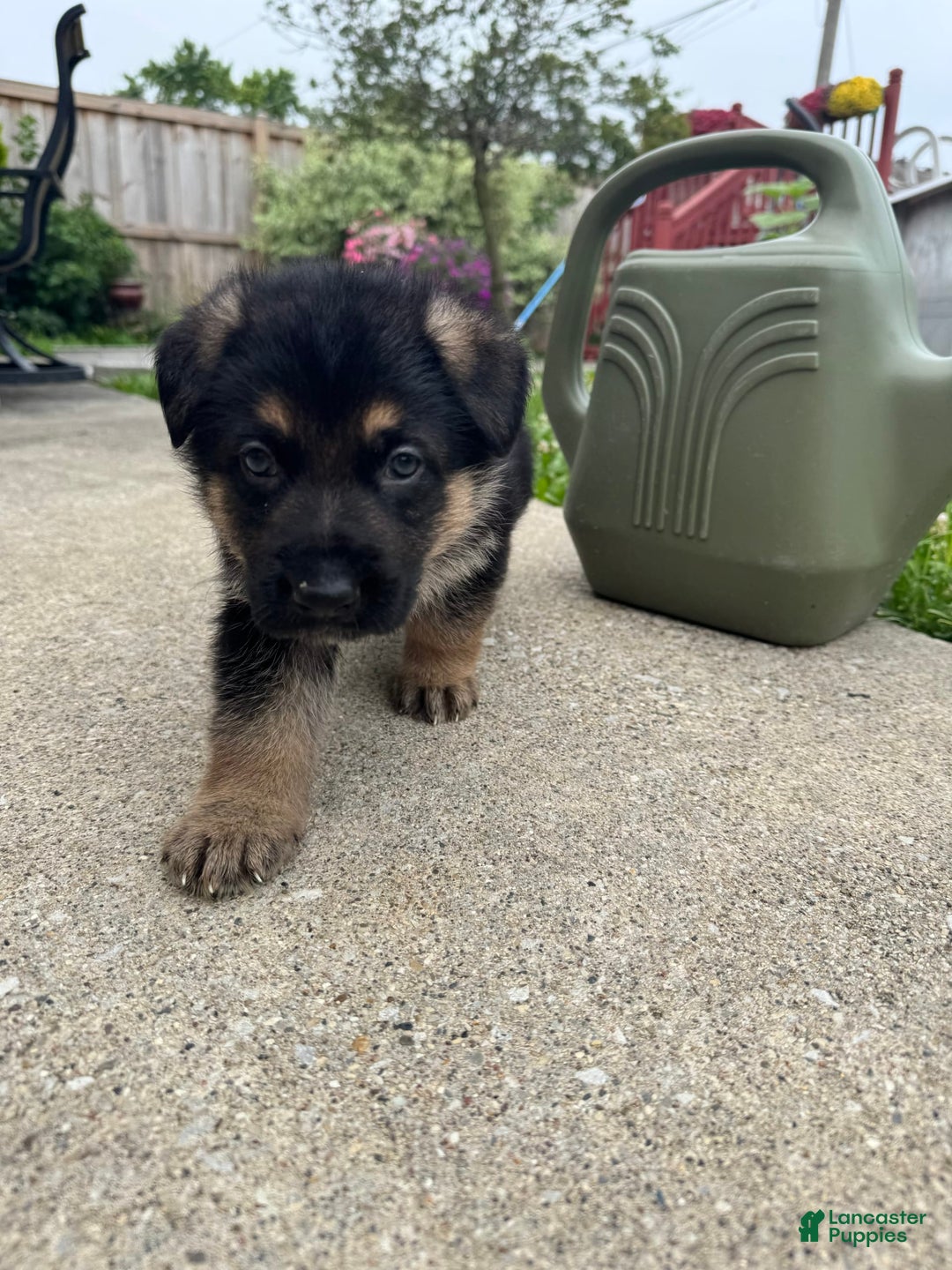 German Shepherd dogs for sale: Simba - Image 3