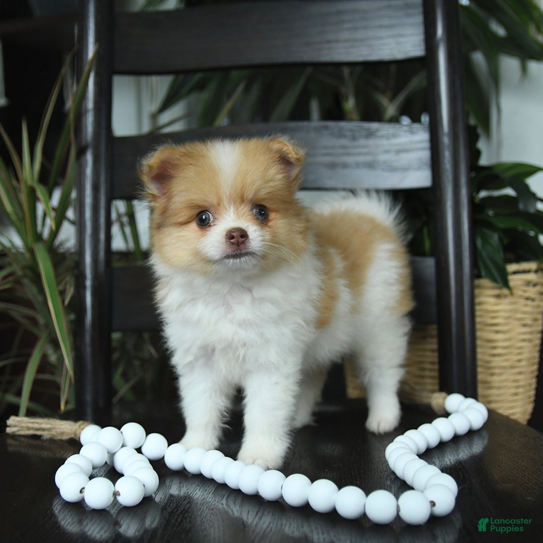Pomeranian dogs for sale: Indie - Image 5