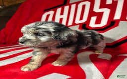 Mini Aussiedoodle dogs for sale: Tulip - Image 7