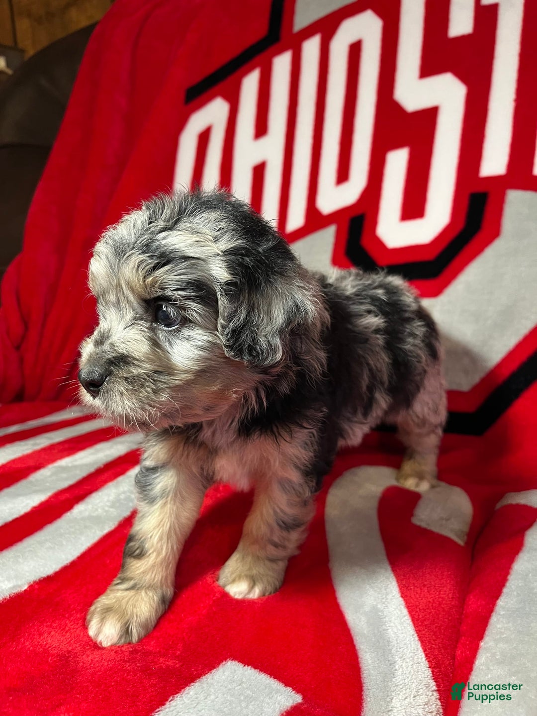 Mini Aussiedoodle dogs for sale: Tulip - Image 7