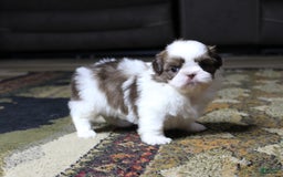 Shih Tzu dogs for sale: Boa - Image 2
