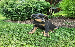 Doberman Pinscher dogs for sale: Desmond - Image 5