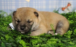 Shiba Inu dogs for sale: Larry - Image 22