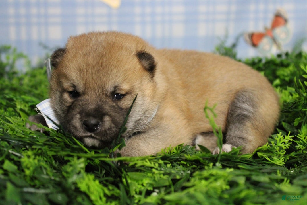 Shiba Inu dogs for sale: Larry - Image 22