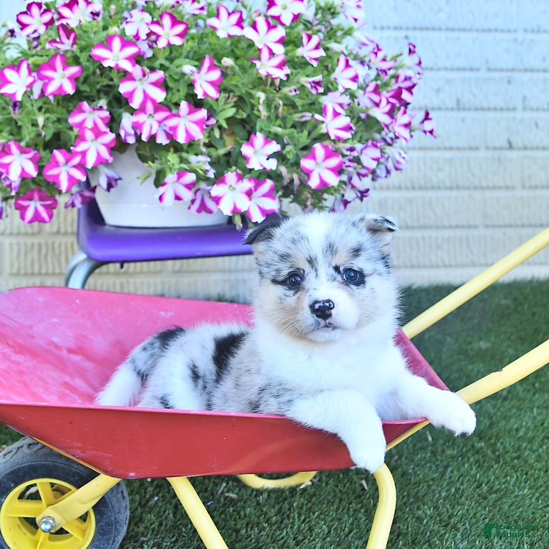 American Eskimo dogs for sale: Gracie - Image 2