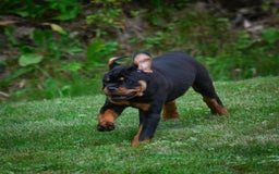 Rottweiler dogs for sale: Clair Bear - Image 11