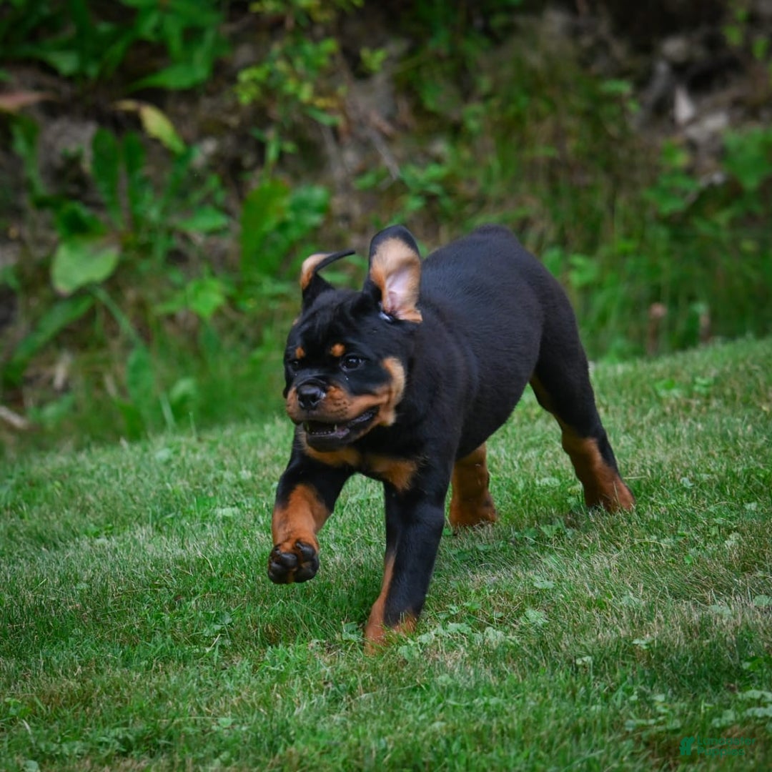 Rottweiler dogs for sale: Clair Bear - Image 11