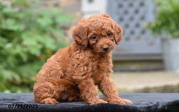 Mini Goldendoodle dogs for sale: Zoey - Image 4