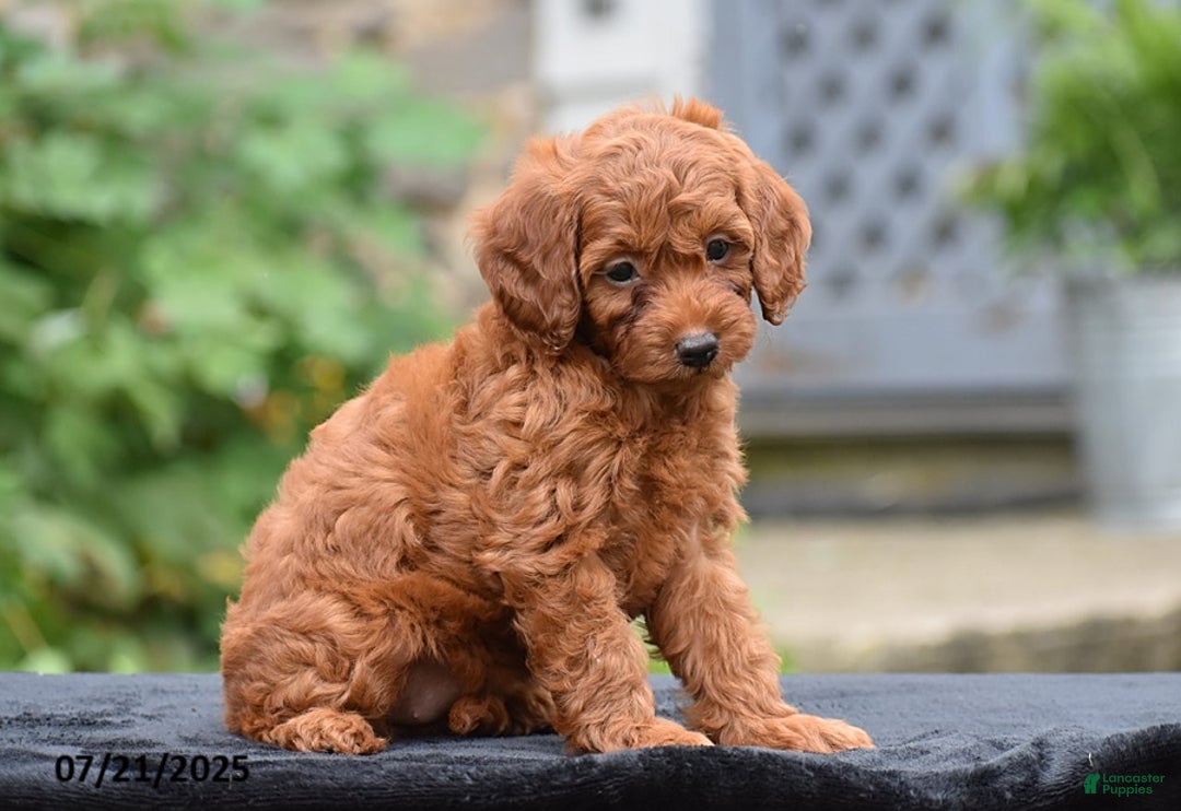 Mini Goldendoodle dogs for sale: Zoey - Image 4