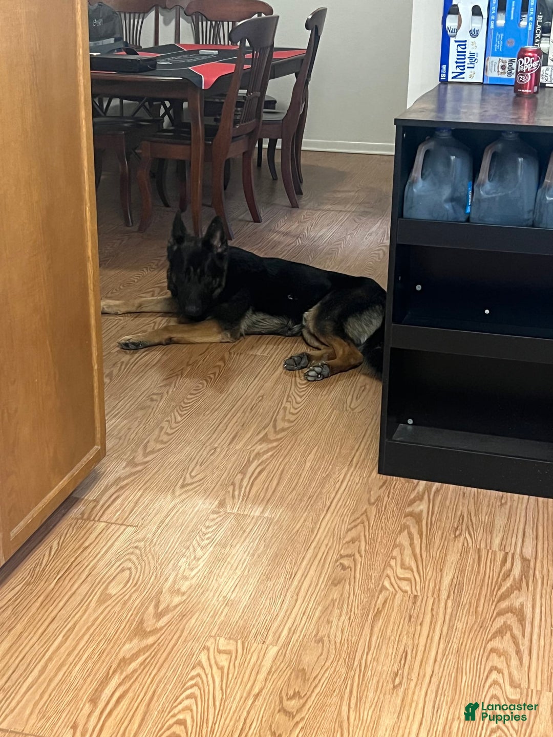 German Shepherd dogs for sale: Juliet - Image 8