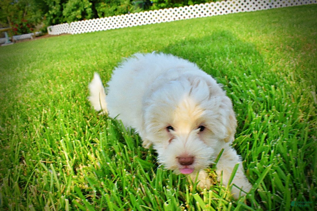 Havapoo dogs for sale: Valiant - Image 19