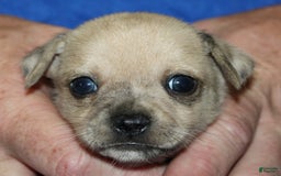 Chihuahua dogs for sale: Parker - Image 1