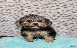 Yorkshire Terrier dogs for sale: Theodore - Image 1