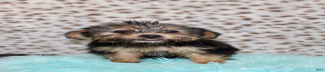 Theodore