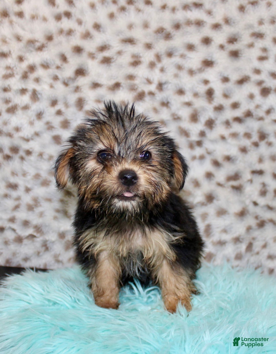 Yorkshire Terrier dogs for sale: Theodore - Image 1