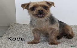 Yorkiepoo dogs for sale: Piper - Image 9