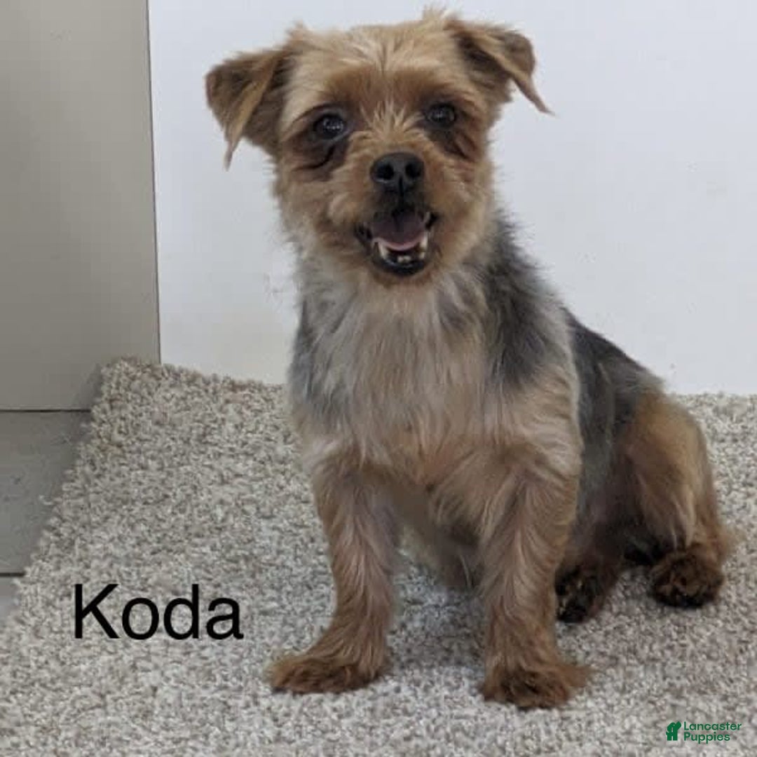 Yorkiepoo dogs for sale: Piper - Image 9