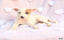 Siberian Husky dogs for sale: Bear - Image 1