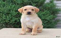 Labrador Retriever dogs for sale: Labrador Retriever 8 puppies - Image 20