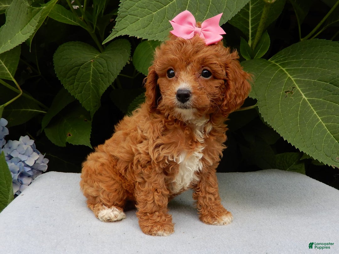 Cavapoo dogs for sale: Missy - Image 2