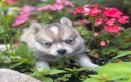 Pomsky dogs for sale: Duke - Image 3